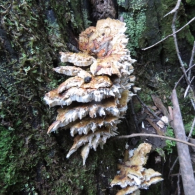 Unidentified Fungus at Tidbinbilla Nature Reserve - 19 May 2020 by SandraH