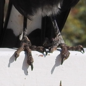 Gymnorhina tibicen at Red Hill, ACT - 15 May 2020