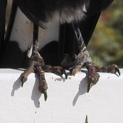 Gymnorhina tibicen (Australian Magpie) at Red Hill, ACT - 15 May 2020 by HelenCross