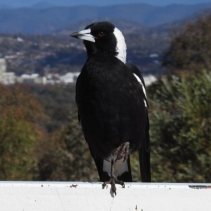 Gymnorhina tibicen at Red Hill, ACT - 15 May 2020