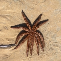 Coscinasterias muricata (Eleven-armed Seastar) at Merimbula, NSW - 18 May 2020 by SueMuffler