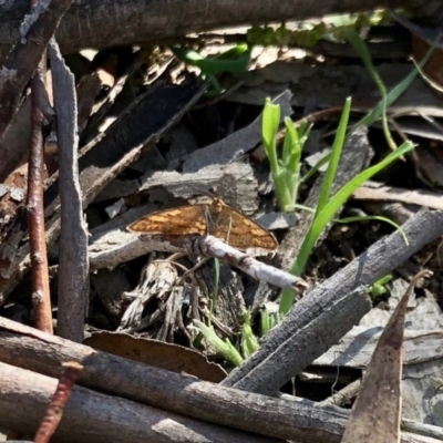 Scopula rubraria (Reddish Wave, Plantain Moth) at Aranda Bushland - 17 May 2020 by KMcCue