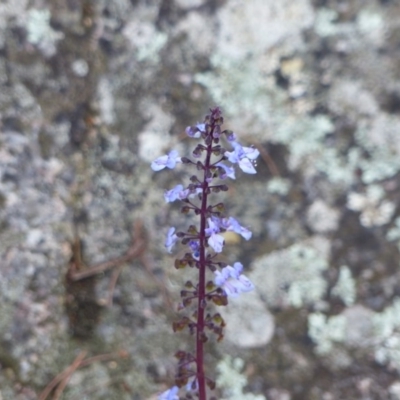 Plectranthus parviflorus (Cockspur Flower) at Black Range, NSW - 19 May 2020 by MatthewHiggins