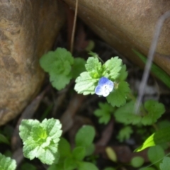 Veronica persica (Creeping Speedwell) at Wamboin, NSW - 20 Apr 2020 by natureguy