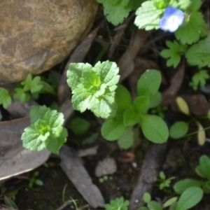 Veronica persica at Wamboin, NSW - 20 Apr 2020