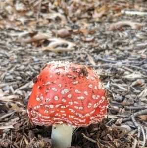 Amanita muscaria at Kambah, ACT - 18 May 2020 03:03 PM