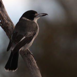 Cracticus torquatus at Majura, ACT - 18 May 2020