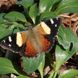 Vanessa itea at Hughes, ACT - 18 May 2020