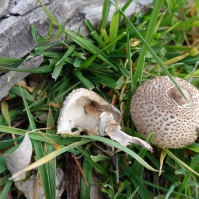 Macrolepiota sp. at Deakin, ACT - 19 May 2020 by JackyF