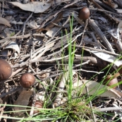 Oudemansiella gigaspora group at Deakin, ACT - 19 May 2020