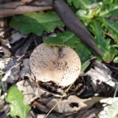 Macrolepiota sp. at Deakin, ACT - 18 May 2020 11:24 AM