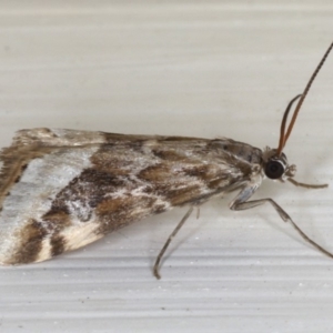 Hellula hydralis at Ainslie, ACT - 18 May 2020