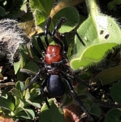 Missulena occatoria (Red-headed Mouse Spider) at Farrer Ridge - 19 May 2020 by Warwick