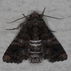 Pataeta carbo (Dark Euteliid) at Ainslie, ACT - 18 May 2020 by jb2602