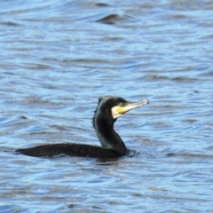 Phalacrocorax carbo (Great Cormorant) at Coombs Ponds - 8 May 2020 by HelenCross