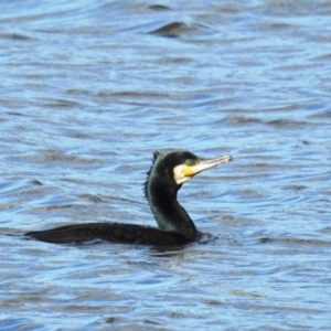 Phalacrocorax carbo at Coombs, ACT - 8 May 2020 03:26 PM