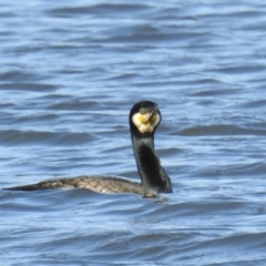 Phalacrocorax carbo at Coombs, ACT - 8 May 2020