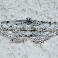 Phelotis cognata (Long-fringed Bark Moth) at Ainslie, ACT - 18 May 2020 by jb2602