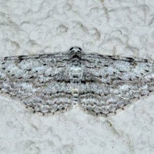 Phelotis cognata at Ainslie, ACT - 18 May 2020