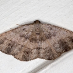 Casbia (genus) (A Geometer moth) at Ainslie, ACT - 18 May 2020 by jb2602