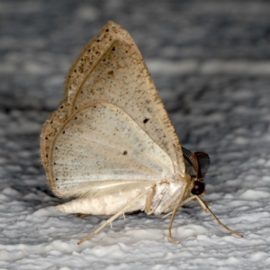 Casbia farinalis at Ainslie, ACT - 18 May 2020