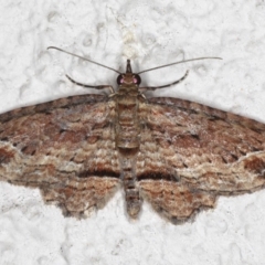 Chloroclystis filata (Filata Moth, Australian Pug Moth) at Ainslie, ACT - 18 May 2020 by jb2602