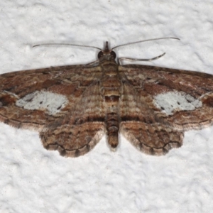 Chloroclystis filata at Ainslie, ACT - 18 May 2020 09:03 PM