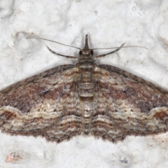 Chloroclystis filata at Ainslie, ACT - 18 May 2020 09:03 PM