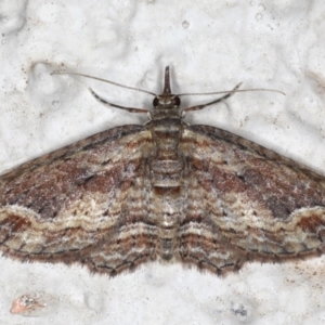 Chloroclystis filata at Ainslie, ACT - 18 May 2020 09:03 PM