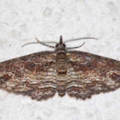 Chloroclystis filata at Ainslie, ACT - 18 May 2020 09:03 PM