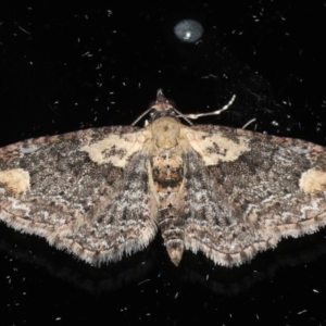 Pasiphilodes testulata at Ainslie, ACT - 18 May 2020