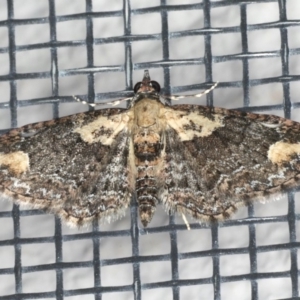 Pasiphilodes testulata at Ainslie, ACT - 18 May 2020