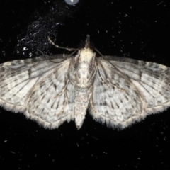 Pasiphilodes testulata at Ainslie, ACT - 18 May 2020