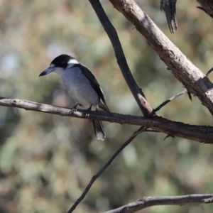 Cracticus torquatus at Cook, ACT - 19 May 2020