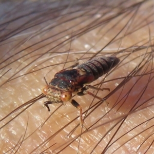 Cicadellidae (family) at Jerrabomberra, ACT - 14 May 2020