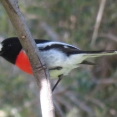 Petroica boodang (Scarlet Robin) at Coree, ACT - 19 May 2020 by RobParnell