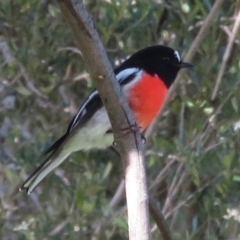 Petroica boodang at Coree, ACT - 19 May 2020 02:51 PM