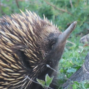 Tachyglossus aculeatus at Isaacs, ACT - 15 Apr 2020