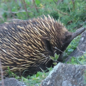 Tachyglossus aculeatus at Isaacs, ACT - 15 Apr 2020