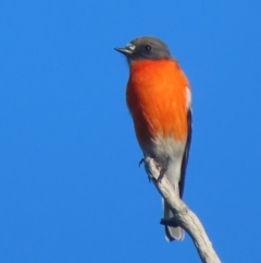 Petroica phoenicea (Flame Robin) at Isaacs, ACT - 15 Apr 2020 by roymcd