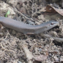 Saproscincus mustelinus (Weasel Skink) at Griffith, ACT - 14 Apr 2020 by roymcd