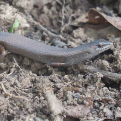 Saproscincus mustelinus (Weasel Skink) at Griffith, ACT - 14 Apr 2020 by roymcd