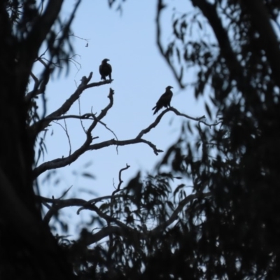 Aquila audax (Wedge-tailed Eagle) at Red Hill, ACT - 23 Mar 2020 by roymcd