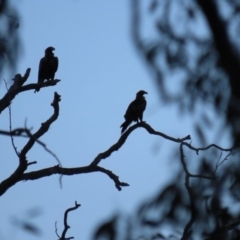 Aquila audax at Red Hill, ACT - 23 Mar 2020