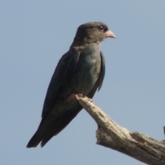 Eurystomus orientalis (Dollarbird) at Greenway, ACT - 22 Jan 2020 by michaelb