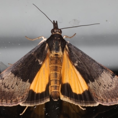 Uresiphita ornithopteralis (Tree Lucerne Moth) at Ainslie, ACT - 19 May 2020 by jb2602