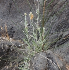 Pseudognaphalium luteoalbum at Greenway, ACT - 22 Jan 2020