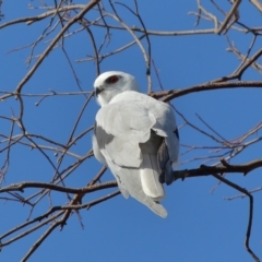 Elanus axillaris (Black-shouldered Kite) at Fyshwick, ACT - 17 May 2020 by TimL