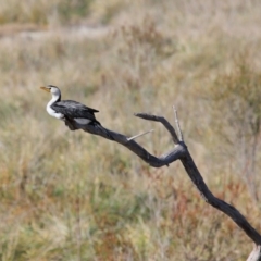 Microcarbo melanoleucos (Little Pied Cormorant) at Fyshwick, ACT - 17 May 2020 by Tim L