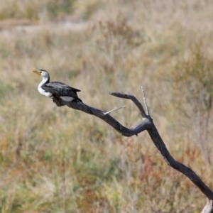 Microcarbo melanoleucos at Fyshwick, ACT - 17 May 2020